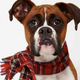 Illustration for article titled Adorable Adoptable Animals in Accessories Will Make Your Eyes Leak